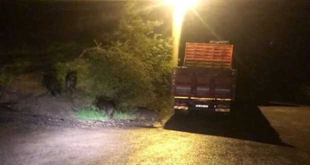 Aç kalan domuzlar şehre indi