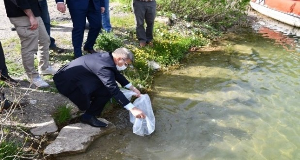 Göletlere 30 bin sazan bırakıldı