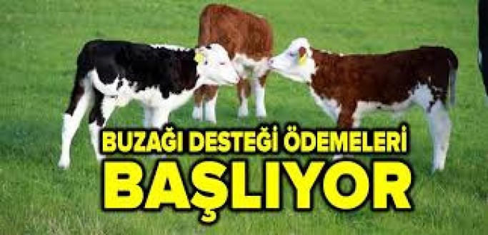 Karabük’te buzağı destek ödemesi yapılacak