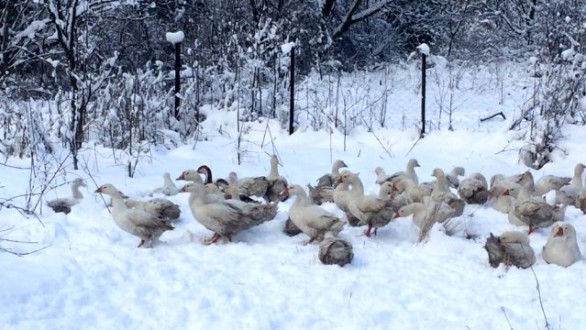 Kazların kar banyosu keyfi